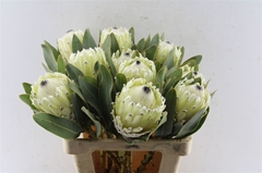 Protea M Polar Princ 60cm