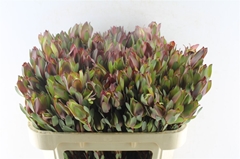 Leucad Senorita 70cm