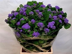 Ager H Blue Planet 55cm