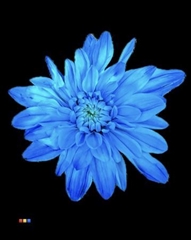 Chr T Euro Light Blue