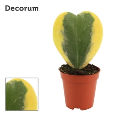 Hoya Kerrii 6Ø 11cm