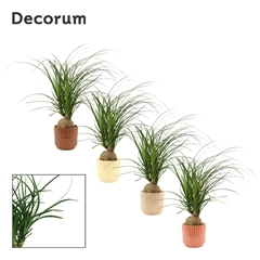 Beaucarnea Recur 12Ø 30cm