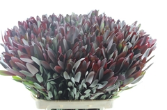 Leucad Safari Sunset 80cm