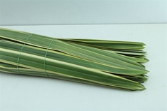 Phormium Ten Variega 90cm 20gram