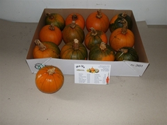 Cuc Maxima Halloween