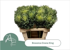 Brass Crane King