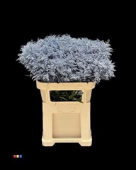 Solidago Metallic Purple