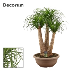 Beaucarnea Recur 40Ø 90cm