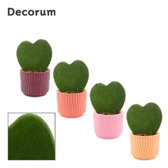 Hoya Kerrii 6Ø 11cm