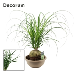 Beaucarnea Recur 25Ø 55cm