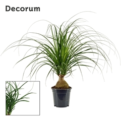 Beaucarnea Recur 17Ø 45cm