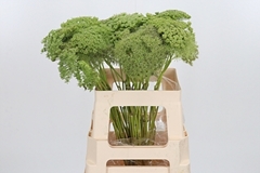 Ammi Visn Green Mist 60cm