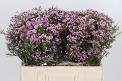 Chame Un Pirouette 55cm 20gram 24