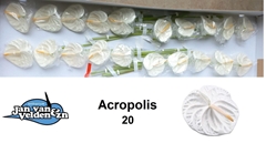 Anth A Acropolis 45cm 9cm Ø