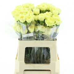 Di St Gioele 55cm 23