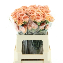 Di St Goldi 55cm 23