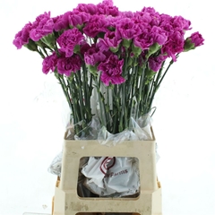 Di St Farida 70cm 24