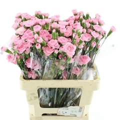 Di Tr Nathalie 60cm 23