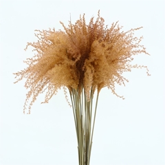 Siergr Ov Klb H% 70cm