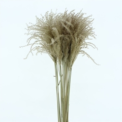 Xantorrhoea Ov P Bunch