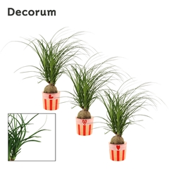 Beaucarnea Recur 12Ø 30cm