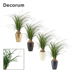 Beaucarnea Recur 12Ø 30cm