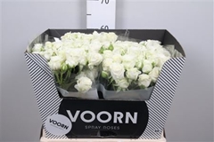 R Tr Wedding Party 60cm 55+