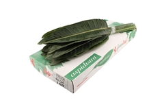 Strelitziablad 90cm