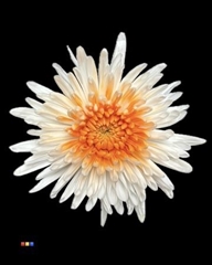 Chr G Ana White + Orange