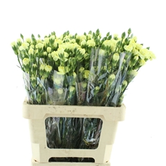 Di Tr Natila 60cm 23