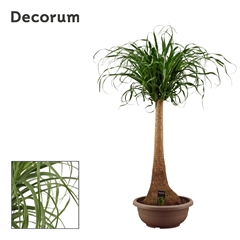 Beaucarnea Recur 40Ø 140cm