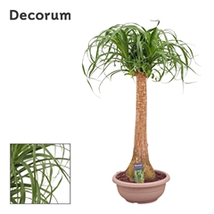 Beaucarnea Recur 30Ø 90cm