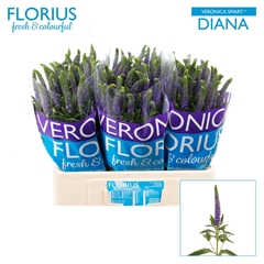 Veron Clea Diana 60cm