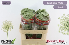 Ammi Vis Casablanca 80cm