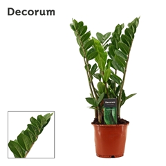 Zamioculcas Zamiifol 14Ø 50cm