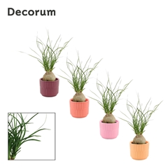 Beaucarnea Recur 6Ø 20cm