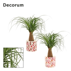 Beaucarnea Recur 12Ø 35cm