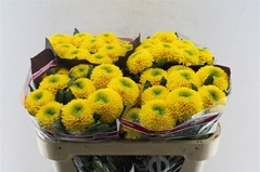 Chr G Brasiliana 70cm 80gram