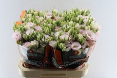 Eus G Lis Soft Pink 70cm