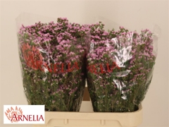 Chame Un Pirouette 80cm 45gram 24