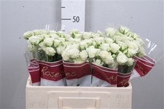 R Tr Snowflake 50cm 45+