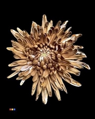 Chr G Topspin Brown