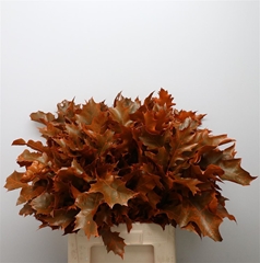Querc Rubra Klb 21% 80cm
