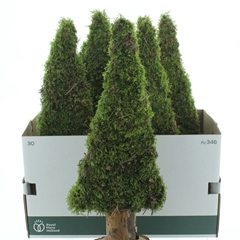 Xmas Art 60cm