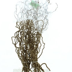 Coryl Av Contorta 65cm