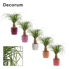 Beaucarnea Recur 12Ø 35cm