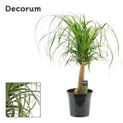 Beaucarnea Recur 21Ø 70cm