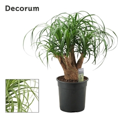 Beaucarnea Recur 24Ø 70cm