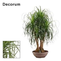 Beaucarnea Recur 60Ø 200cm