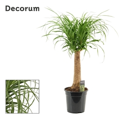 Beaucarnea Recur 21Ø 75cm
